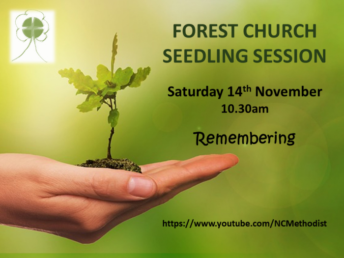 Forest Church Seedling Nov20