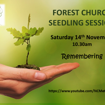 Forest Church Seedling Nov20